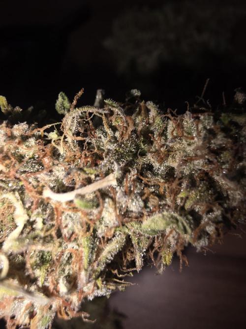 Royal Queen Seed first try. Week 11