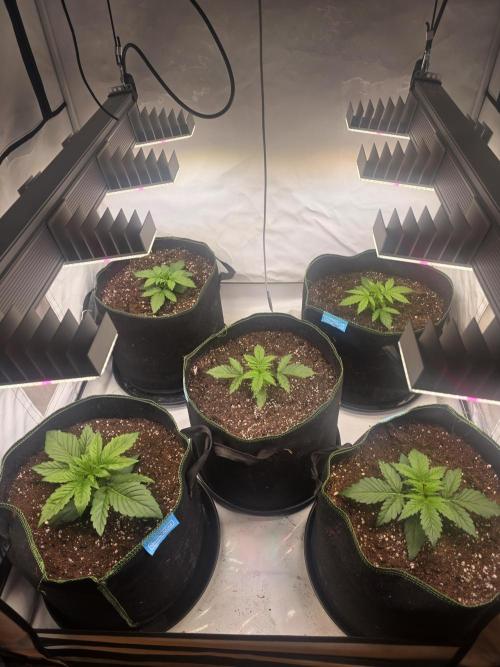 Fastbuds neue Sorten testen. Week 3