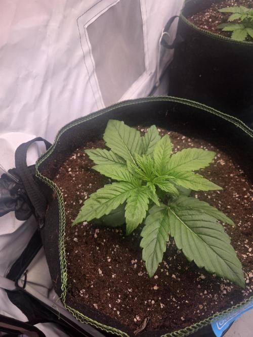 Fastbuds neue Sorten testen. Week 3