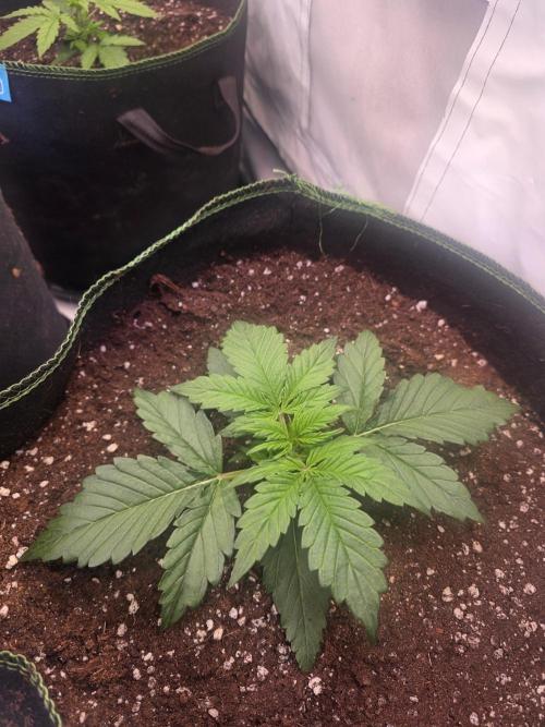 Fastbuds neue Sorten testen. Week 3