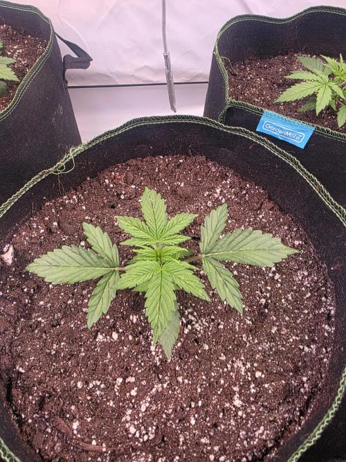 Fastbuds neue Sorten testen. Week 3