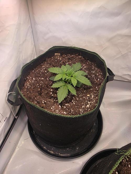 Fastbuds neue Sorten testen. Week 3