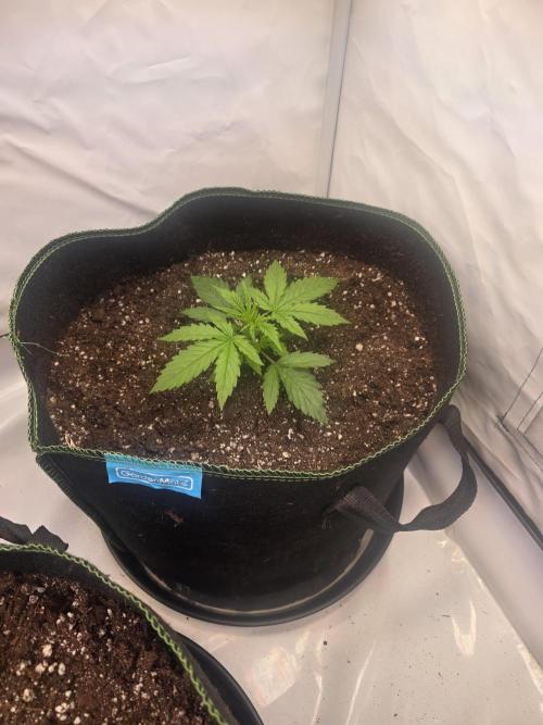 Fastbuds neue Sorten testen. Week 3