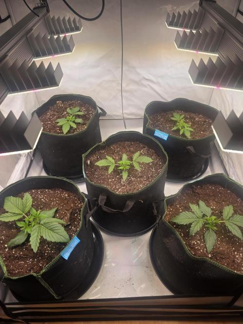 Fastbuds neue Sorten testen. Week 3