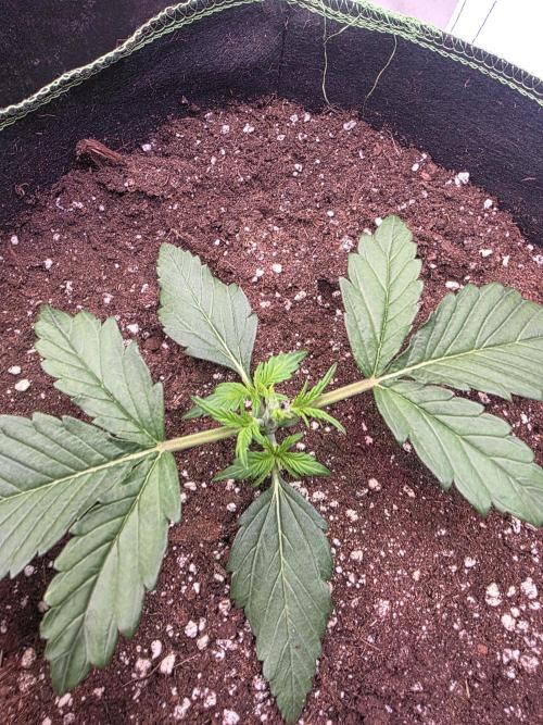 Fastbuds neue Sorten testen. Week 3