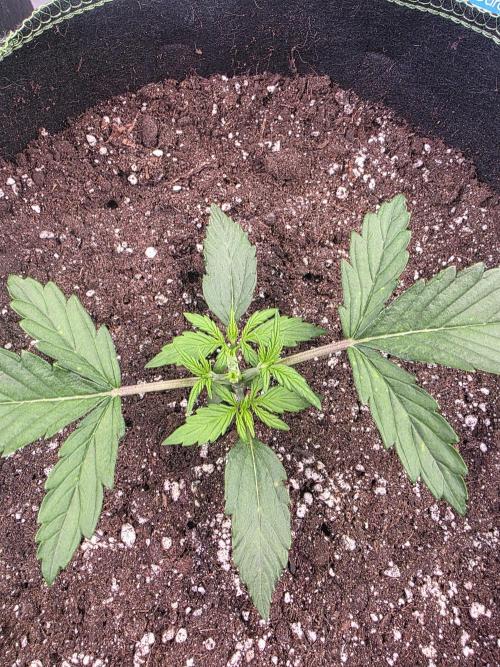 Fastbuds neue Sorten testen. Week 3