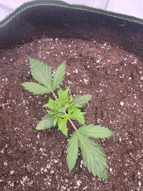Fastbuds neue Sorten testen. Week 3