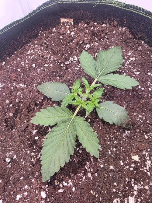 Fastbuds neue Sorten testen. Week 3