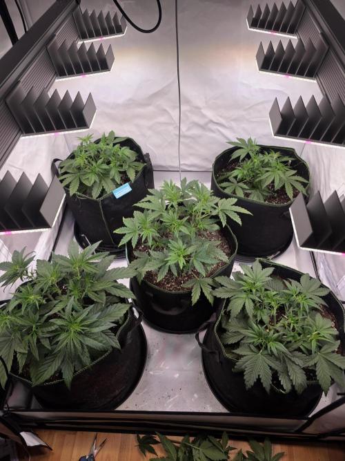 Fastbuds neue Sorten testen. Week 4