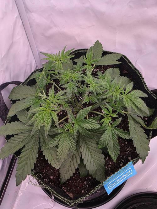 Fastbuds neue Sorten testen. Week 4
