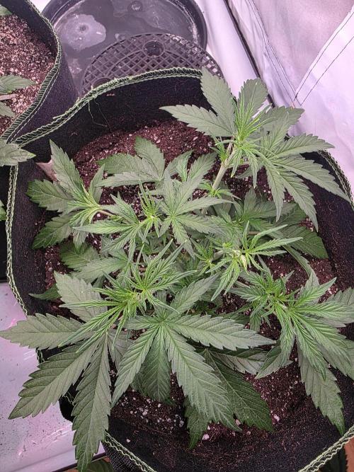 Fastbuds neue Sorten testen. Week 4
