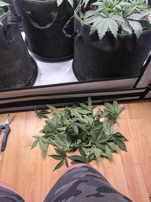 Fastbuds neue Sorten testen. Week 4