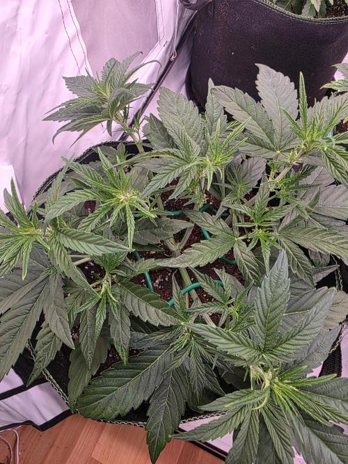 Fastbuds neue Sorten testen. Week 4