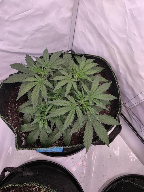 Fastbuds neue Sorten testen. Week 4