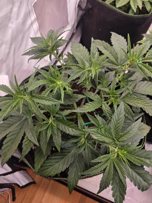 Fastbuds neue Sorten testen. Week 4
