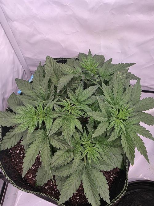 Fastbuds neue Sorten testen. Week 4
