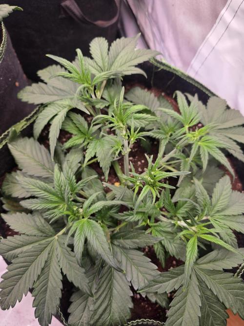 Fastbuds neue Sorten testen. Week 4