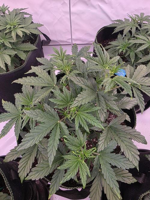 Fastbuds neue Sorten testen. Week 4