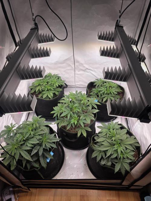 Fastbuds neue Sorten testen. Week 4