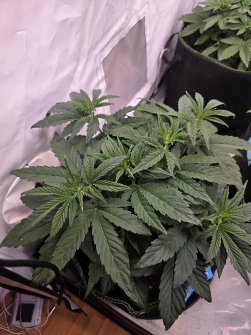 Fastbuds neue Sorten testen. Week 4