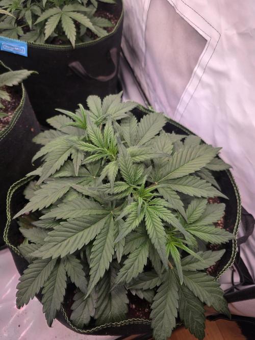 Fastbuds neue Sorten testen. Week 4