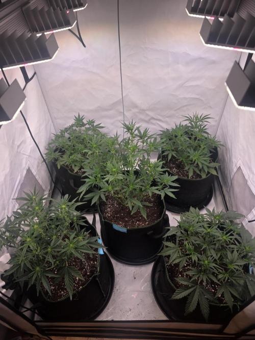 Fastbuds neue Sorten testen. Week 5 - Nach dem Entlauben 