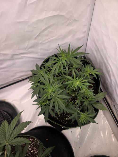 Fastbuds neue Sorten testen. Week 5