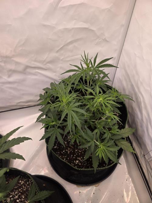 Fastbuds neue Sorten testen. Week 5