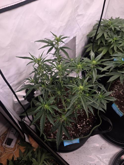 Fastbuds neue Sorten testen. Week 5