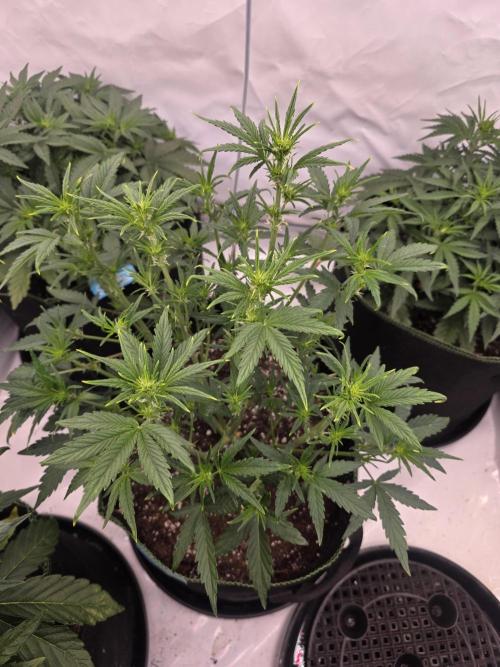Fastbuds neue Sorten testen. Week 5