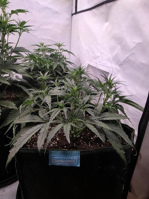 Fastbuds neue Sorten testen. Week 5