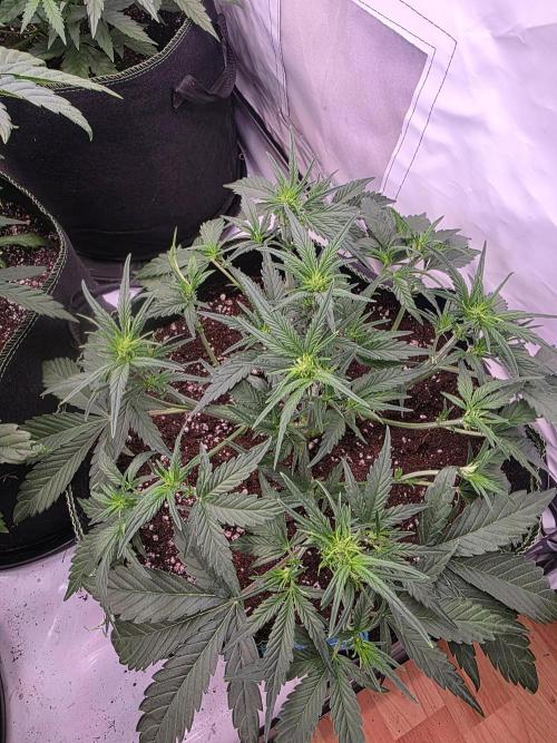 Fastbuds neue Sorten testen. Week 5