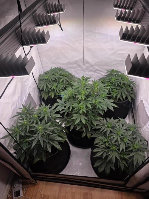 Fastbuds neue Sorten testen. Week 5 - Vor dem Entlauben 