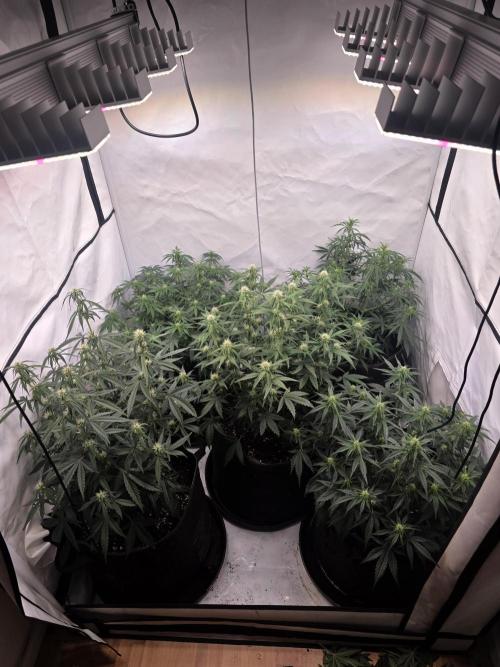 Fastbuds neue Sorten testen. Week 6