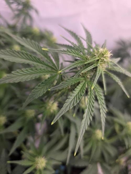 Fastbuds neue Sorten testen. Week 6