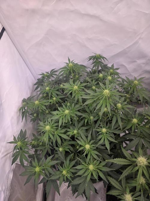 Fastbuds neue Sorten testen. Week 6