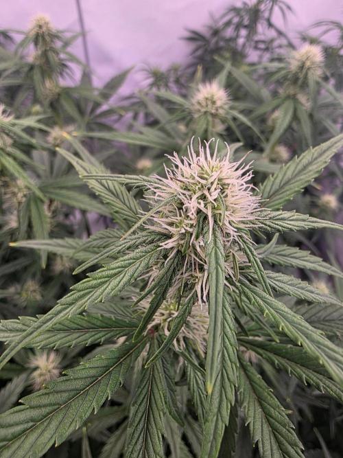 Fastbuds neue Sorten testen. Week 6