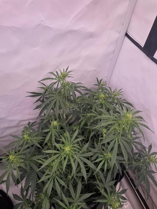 Fastbuds neue Sorten testen. Week 6