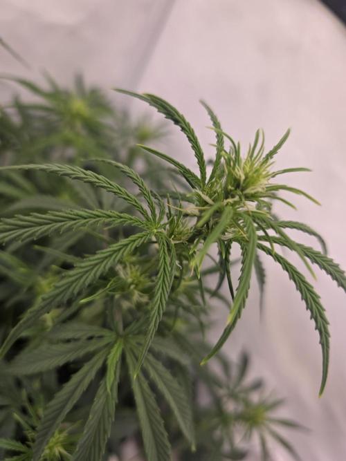Fastbuds neue Sorten testen. Week 6