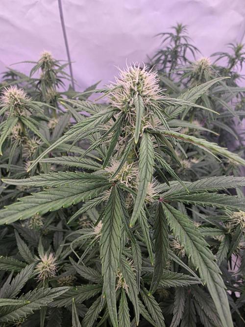 Fastbuds neue Sorten testen. Week 6