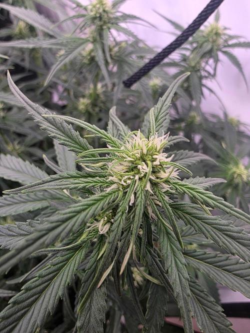 Fastbuds neue Sorten testen. Week 6