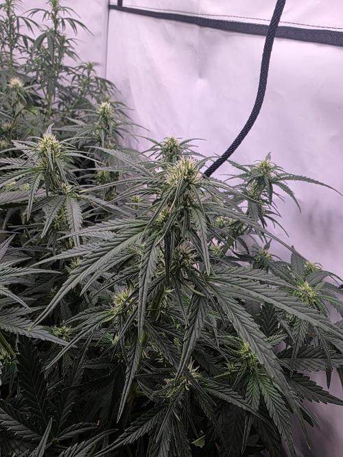 Fastbuds neue Sorten testen. Week 6