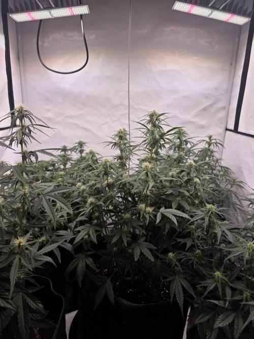 Fastbuds neue Sorten testen. Week 6