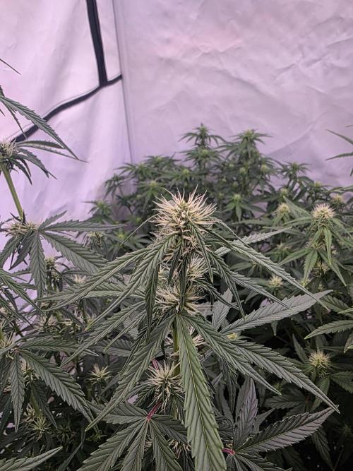 Fastbuds neue Sorten testen. Week 6