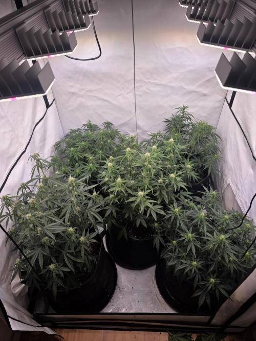 Fastbuds neue Sorten testen. Week 6