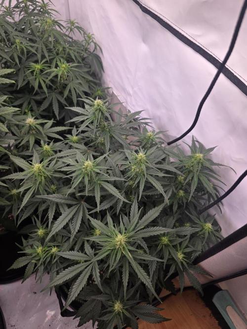 Fastbuds neue Sorten testen. Week 6