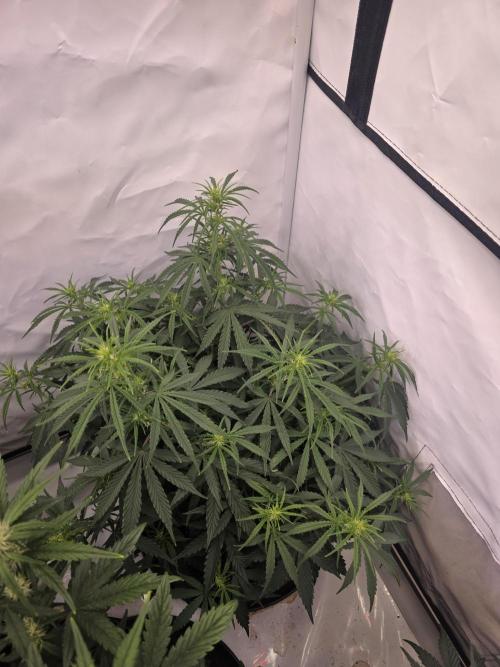 Fastbuds neue Sorten testen. Week 6