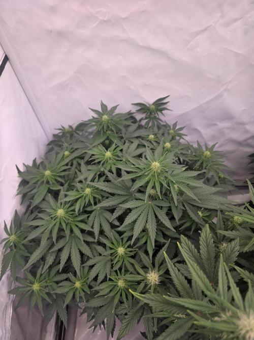 Fastbuds neue Sorten testen. Week 6