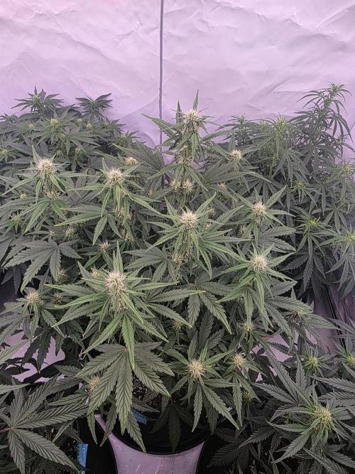 Fastbuds neue Sorten testen. Week 6