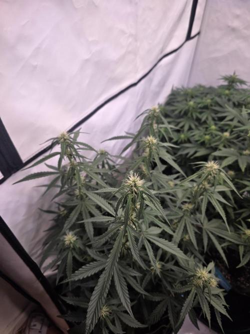 Fastbuds neue Sorten testen. Week 6